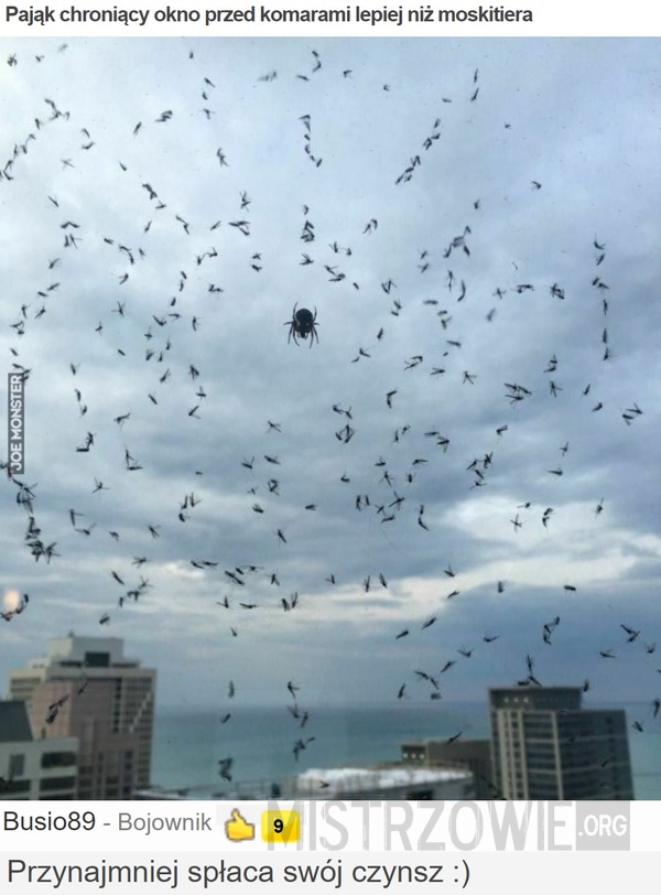 Pająk chroniący okno przed komarami lepiej niż moskitiera –  