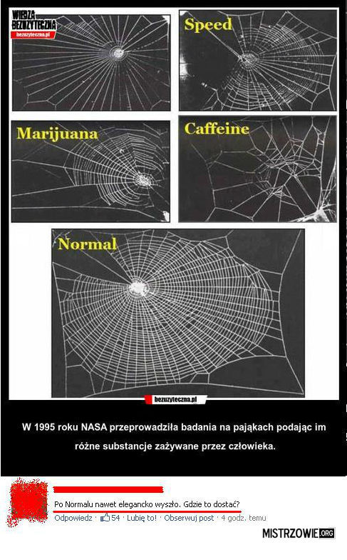 Badania na pająkach