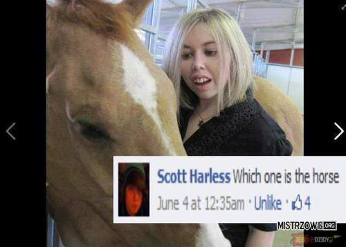 Która to koń?