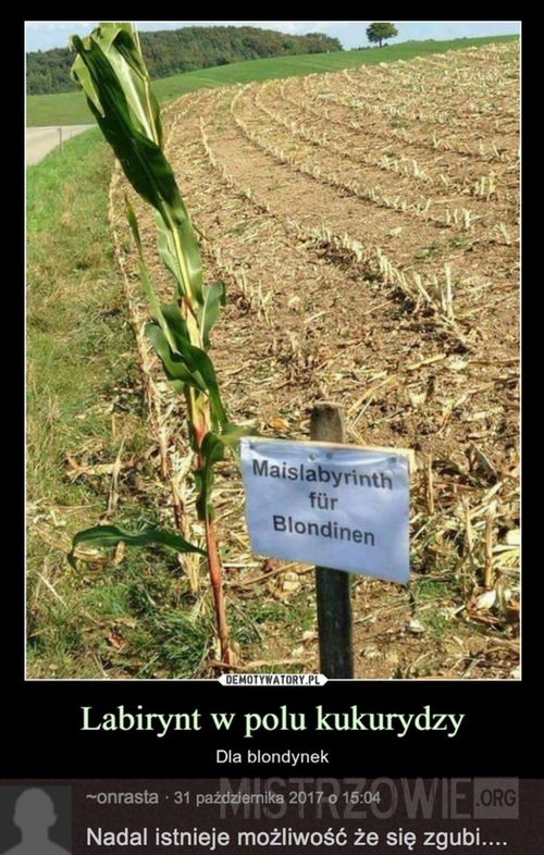 Labirynt w polu kukurydzy