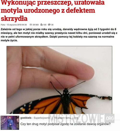 Wykonując przeszczep, uratowała motyla urodzonego z defektem skrzydła