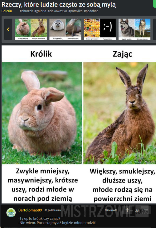Czym się różnią króliki od zająców