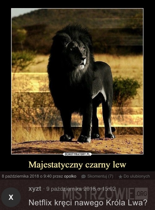 Czarny lew