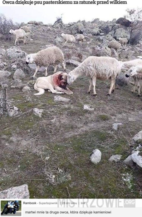 Owca dziękuje psu pasterskiemu za ratunek przed wilkiem
