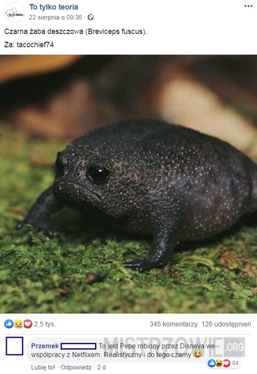 Czarna żaba deszczowa
