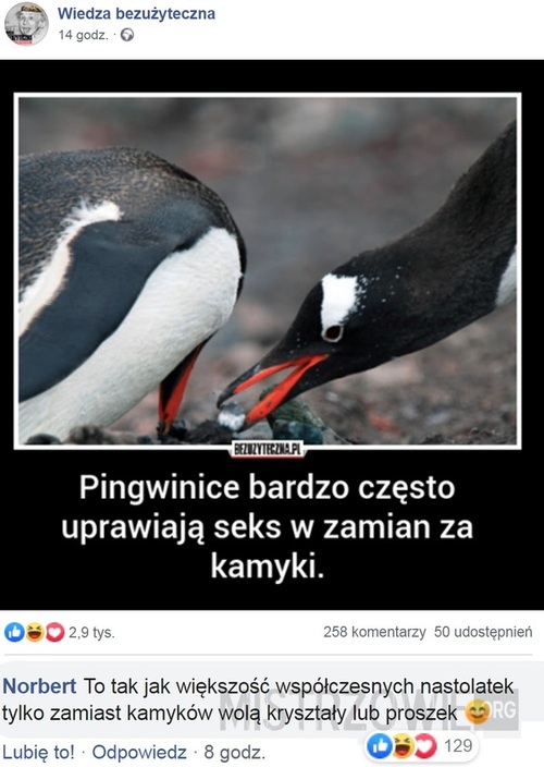 Pingwinice
