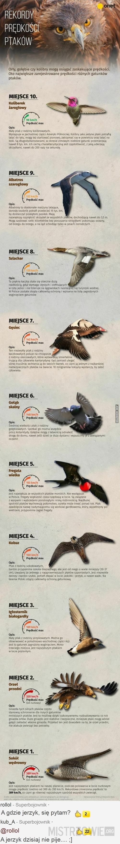 Prędkości ptaków