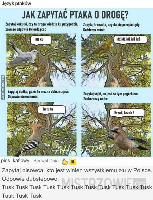 Język ptaków