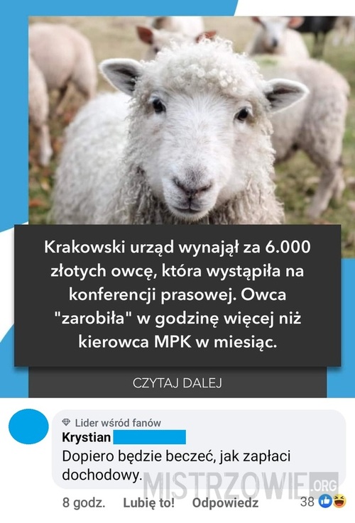 Owca w Krakowie