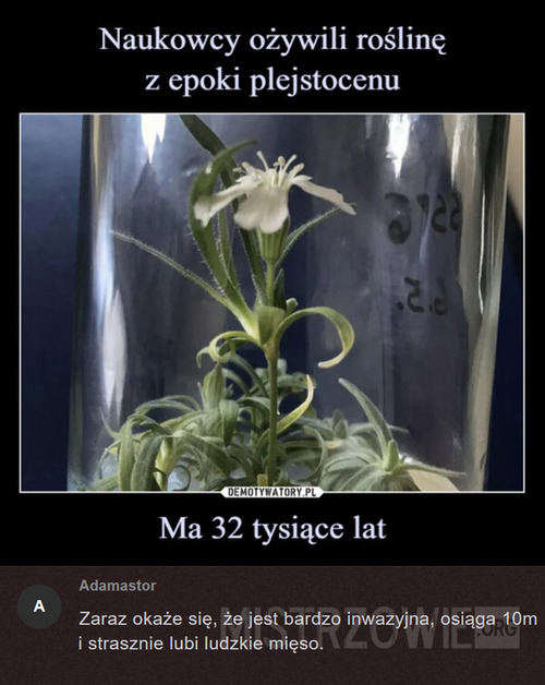 Ożywiona roślina
